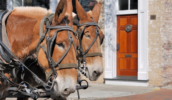 Horse-drawn carriage ride