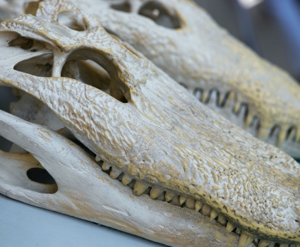 Alligator skulls
