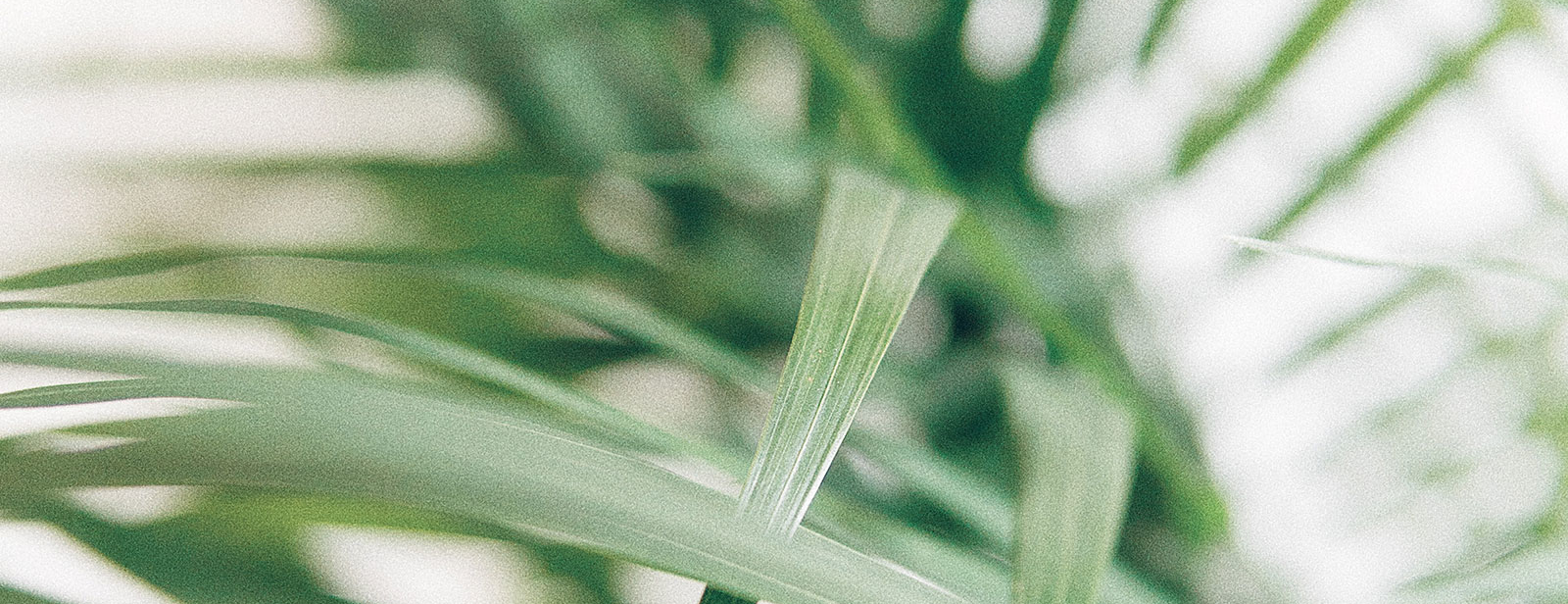 A close up of palm tree leaves