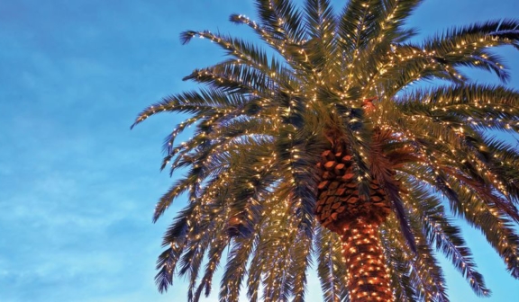 A palm tree covered in twinkle lights
