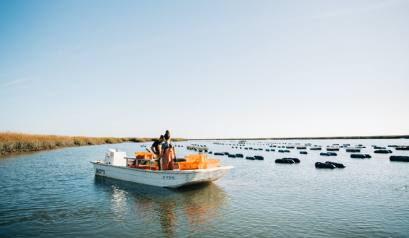Two people on a boat harvesting oysters