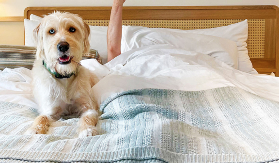 Dog in bed with a person holding coffee